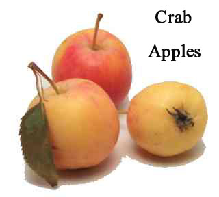 wyrt-crabapple.jpg